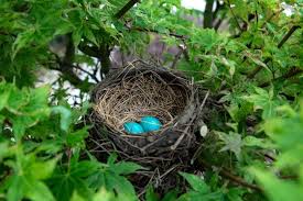 Garden Bird Birds And Their Eggs Pictures Teach Kids How To Make Their Very Own Bird Nest With This Stem And Steam Enriched Activity Birds How To Attract Birds Backyard Birds