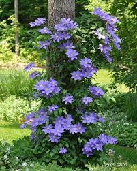 Clematis Growing On A Wire Frame Around The Tree Avec Images Treillis Jardin Idees Jardin Beaux Jardins