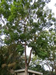 Image result for Erythrophleum