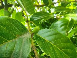 Image result for Bridelia micrantha