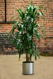 Image result for Dracaena laxissima
