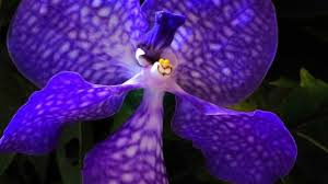 Sono perfette sia per decorare il giardino che il balcone, magari in. Orchidea Blu Fiore Suo Significato E Prezzo Idee Green