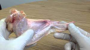 Bird Chicken Wing Anatomy Part 1 Youtube