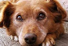 Pour retrouver un chien pucé perdu, il conviendra donc d'appliquer les méthodes données précédemment, mais aussi. L Astuce Stupefiante Pour Retrouver Un Chien Perdu Puces Chien Chien Dresser Un Chien