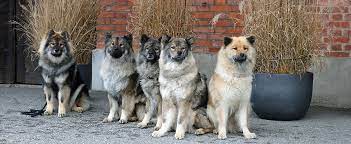 The breed is neither sporting nor working. Der Eurasier Schweizer Hunde Magazin
