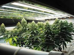 We made a list of the best led grow lights of 2020 on the market right now. Grow Room Types Of Lighting Impact On Yields Weedseedshop