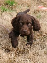 Enter your email address to receive alerts when we have new listings available for working cocker spaniel puppies for sale. Boykin Spaniel Puppies Available L2sanpiero