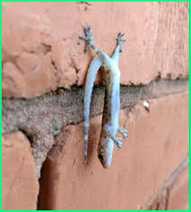 We did not find results for: 15 Contoh Hewan Yang Tidak Mengalami Metamorfosis Ekor9 Com Ekor9 Com