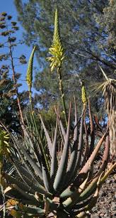 Image result for Aloe