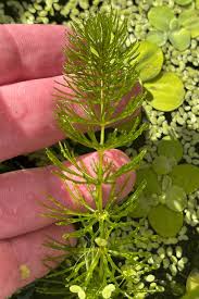 Image result for Ceratophyllum
