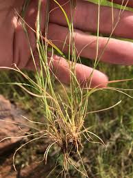 Image result for Aristida congesta