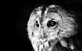 Hd Owl Wallpapers Backgrounds Download Owl Wallpaper Cute Owls Wallpaper Owl Wallpaper Iphone