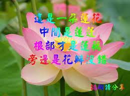 長輩line愛傳罐頭圖片網友笑到噴飯 華視新聞網 pop art plants memes