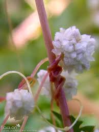 Image result for Cuscuta planiflora