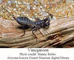 The largest species, of the genus mastigoproctus, reaching 85 mm (3.3 in).9 because. Scorpions Vinegaroons And Sun Spiders Wryheat