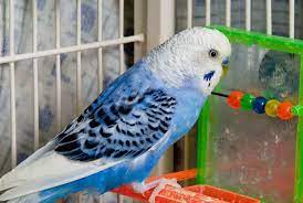 What exactly does it cost to purchase and care for a pet parakeet? Blue Parakeets A Complete Guide Before You Get One Embora Pets