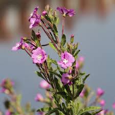 Image result for Epilobium hirsutum