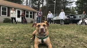 Archford angels/belleville area humane society resource pantry: Coronavirus Increased Pet Adoptions Now Rescuers Face New Challenges