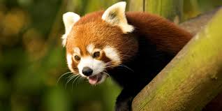 Panda Roux Zoosafari De Thoiry Panda Roux Panda Animaux