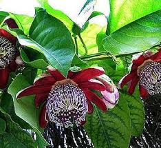 Image result for Passiflora sanguinolenta