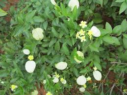 Image result for Pseudomussaenda