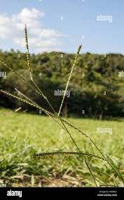 Image result for Urochloa brizantha