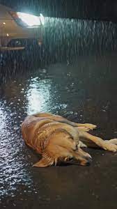 Dog Left on The Side of The Road in Rain | TikTok