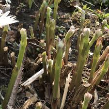 Reben clematis rebschnitt bedeutet zu wissen, wann ihre pflanze blüht und wie sich das auf die arbeit auswirkt. Clematis Schneiden Wann Und Wie Die 3 Schnittgruppen Und Mehr Zum Ruckschnitt Von Waldreben