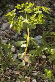 Image result for Euphorbia granulata
