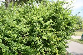 Image result for Volkameria