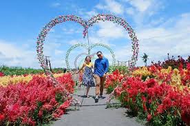 Kebun bunga matahari bantul jogja batu bali taman puncak malang indonesia yogyakarta kediri samas perkebunan cisarua bogor jakarta cipanas bandung oro ombo sanden thailand pantai gunung api. Pantai Samas Bantul Wisata Taman Bunga Matahari