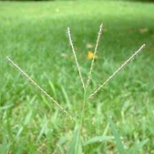 Image result for Axonopus