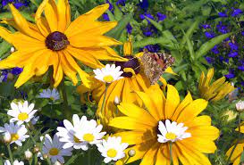 Weitere ideen zu blumen, malerei, abstrakt. Blume Wikipedia