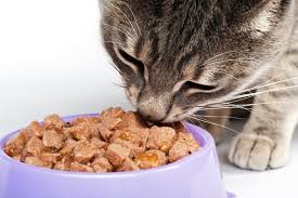 We've developed a database of over 2000 cat foods that we've rated based on a number of factors. Ask A Vet Would You Recommend Wet Food Or Dry Food For Cats Catster