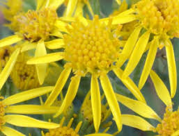 Image result for Solanecio sp.no.1