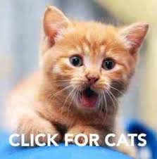 Pick Your Category Pupsocks Funny Cat Wallpaper Cute Cat Wallpaper Cats And Kittens