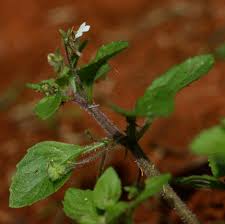 Image result for Diclis