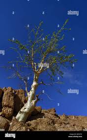 Image result for Sterculia quinqueloba