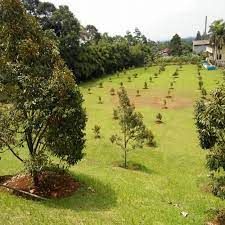 Di negeri asalnya ia lebih dikenal dengan durian kunyit. About Tips Cara Menanam Durian Musang King Google Play Version Apptopia