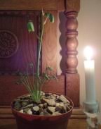 Image result for Dipcadi rigidifolium