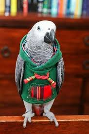 Pin By Melissaperez On Pet Birds In 2020 Funny Parrots Pet Birds African Grey Parrot