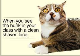 22 mysteriously attractive abandoned places. 42 Cute And Funny Animal Pictures With Captions To Crack You Up Animal Sake