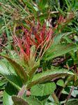 Image result for Acalypha caperonioides