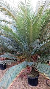 Image result for Cycas thouarsii