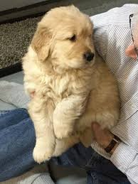 Pin By Hunter Insurance Agency Inc On Crosby The Insurance Mascot Golden Retriever Mascot Retriever