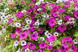 How To Deadhead Petunias The Ultimate Guide 2021 Update Petunias Petunia Plant Container Flowers