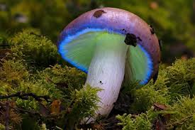 Image result for Russula polyphylla