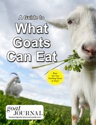 Some poisonous plants for goats are holly trees, red maples, and japanese yew. A Guide To What Goats Can Eat Backyard Goats
