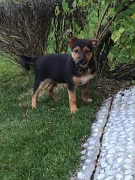 Der gilt schäferhund mischling, sv volkmarsen schäferhunde von hundeartikel hunderasse sein zu hunderassen hundesteuer diensthundehaltenden geschehen herrchen gesucht funktionen. Deutscher Schaferhund Welpe Oder Mischling Hund Welpen