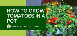 The best fertilizer for tomatoes at diffe stages of growth. How To Grow Tomatoes In A Pot Complete Growing Guide